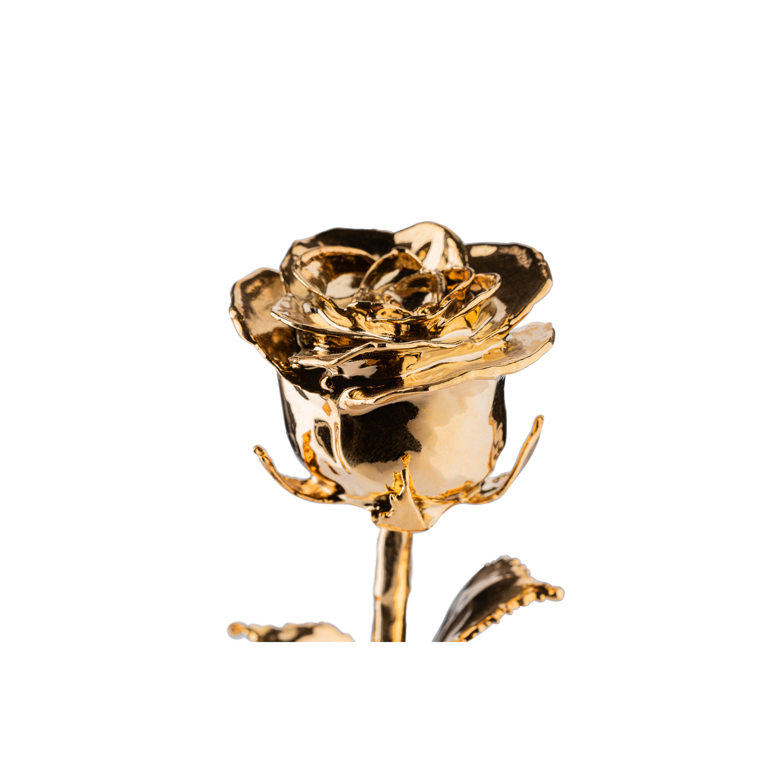 24k gold dipped rose forever rose in close zoomed