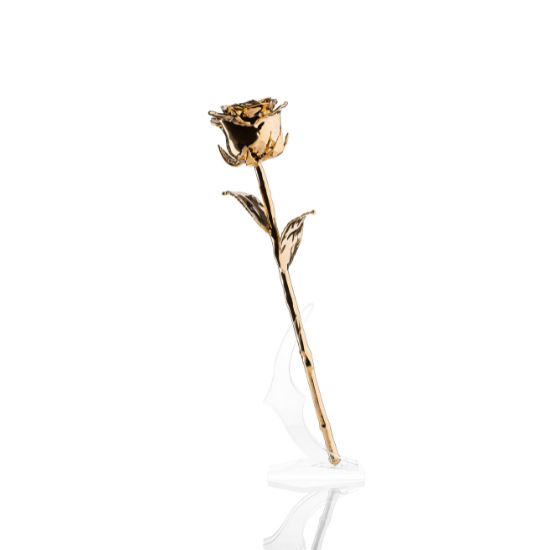 Gold dipped rose on the stand white background