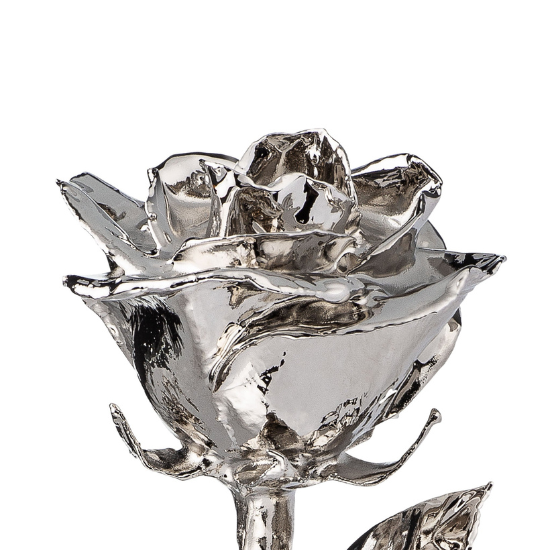 platinum rose close in
