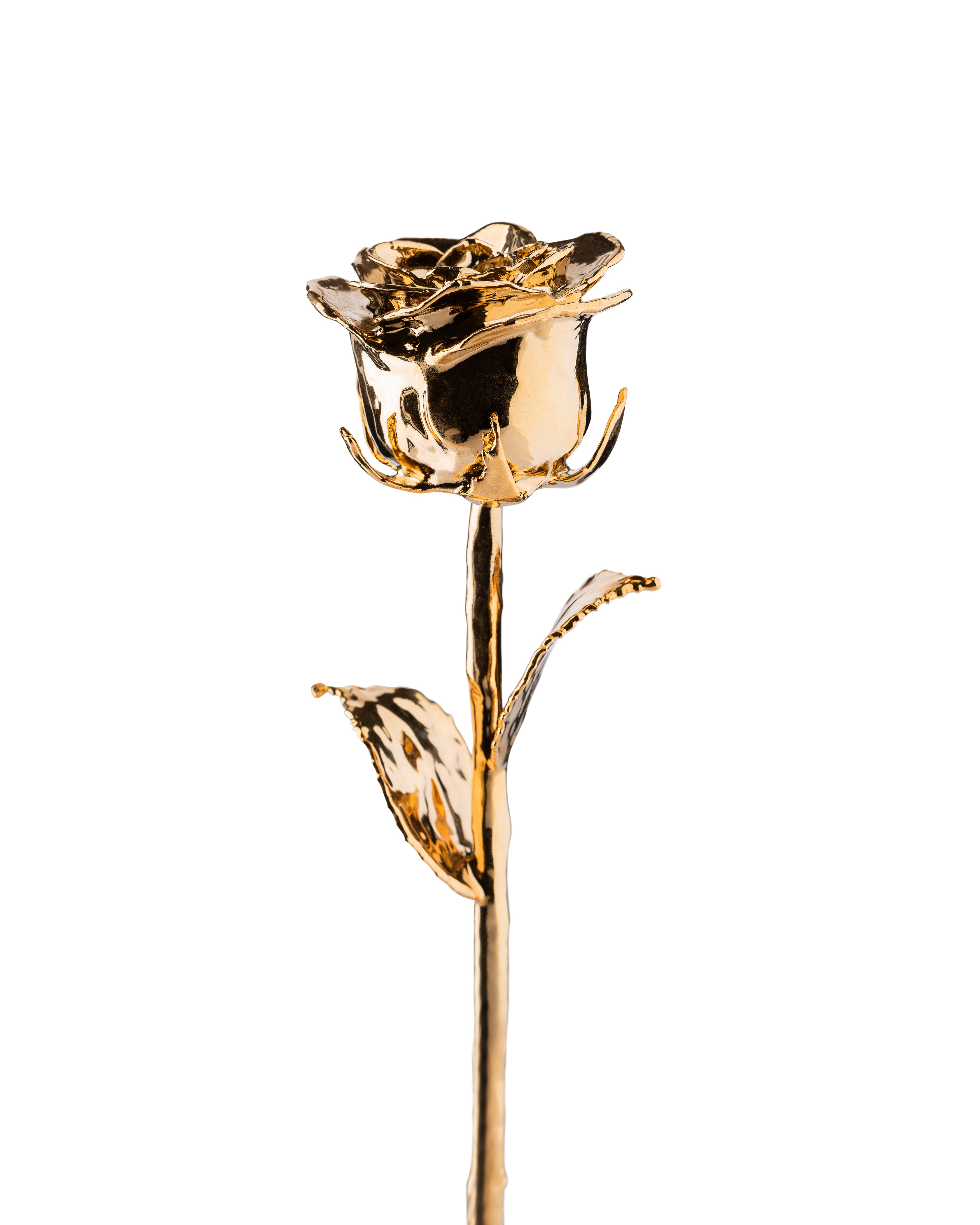 24k store gold rose